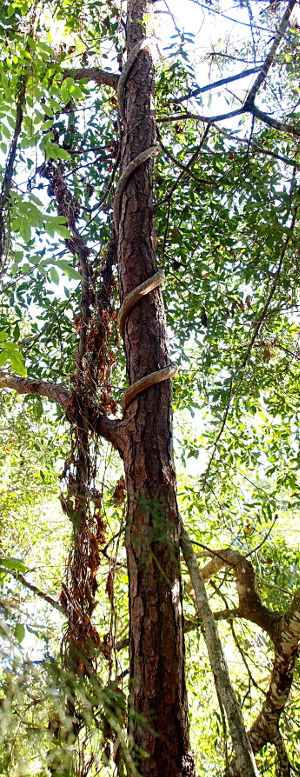 [This photo show the tree trunk and the stranger fig in the foreground with other trees and scads of leaves filling the rest of the image. The strangler fig is a light grey brown color with smooth bark in comparison to the pine it is strangling which has more scaley bark.]